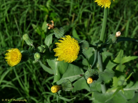 {Sonchus oleraceus}